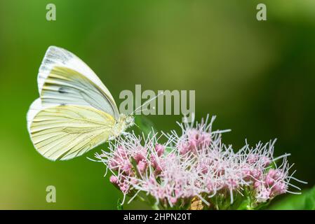 Le blanc vert-veiné (Pieris nali) est un papillon de la famille des Pieridae, sur Eupatorium cannabinum, communément connu sous le nom de chanvre-agrimony ou corde sainte. Banque D'Images