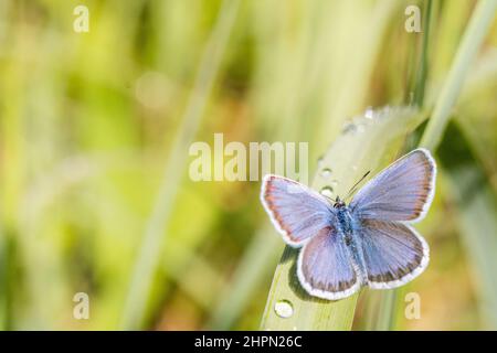 Plebejus idas, le bleu IDAS ou le bleu du nord, est un papillon de la famille des Lycaenidae, mâle. Banque D'Images