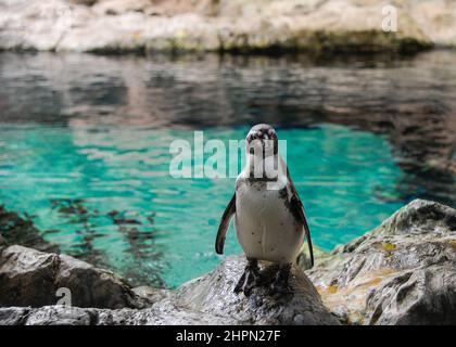 Groupe de Galapagos Penguin stand sur des pierres et jouer près de l'eau . Loro Park, Tenerife, îles Canaries, Espagne Banque D'Images