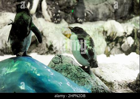 Groupe de Galapagos Penguin stand sur des pierres et jouer près de l'eau . Loro Park, Tenerife, îles Canaries, Espagne Banque D'Images