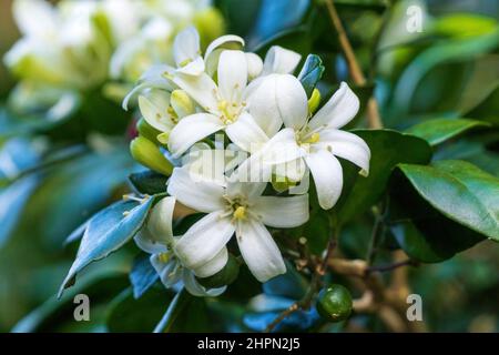 Orange jasmin a.k.a. orange jessamine (Murraya paniculata) fleur closeup - Floride, États-Unis Banque D'Images