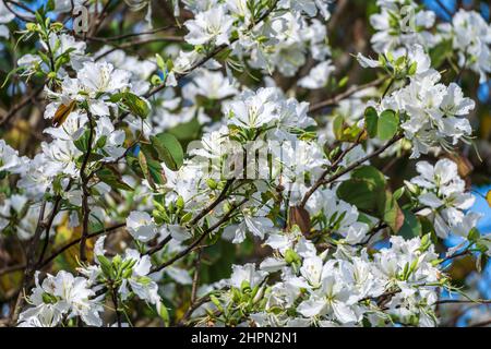 Orchidée blanche (Bauhinia variegata var. Candida) - Floride, États-Unis Banque D'Images