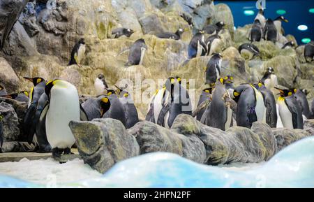 Groupe de Galapagos Penguin stand sur des pierres et jouer près de l'eau . Loro Park, Tenerife, îles Canaries, Espagne Banque D'Images