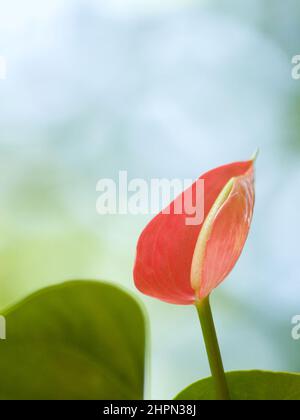 Portrait de Fleur Flamingo. Fleur d'Anthurium rose sur fond bleu ciel. Banque D'Images