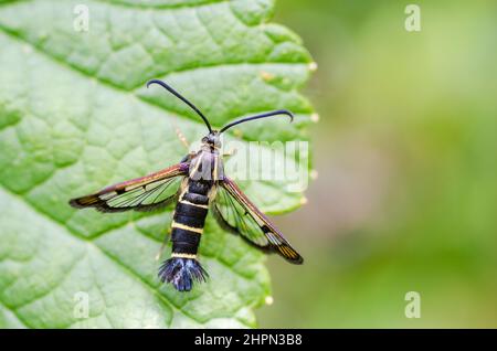 Synanthedon tipuliformis, connu sous le nom d'aile de cassis, est un papillon de la famille des Sesiidae, sur la plante hôte, le cassis (Ribes nigrum). Banque D'Images