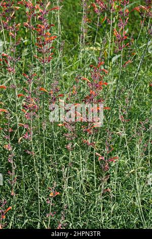 Hyssop géant (Agastache rupestris). Appelé hyssop de menthe de Licorice, hyssop de coucher de soleil, hyssop mexicain et hyssop géant de Threadleaf également. Banque D'Images