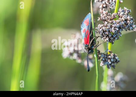 Zygaena loti, le Scotch burnett, est un papillon de la famille des Zygaenidae. Banque D'Images