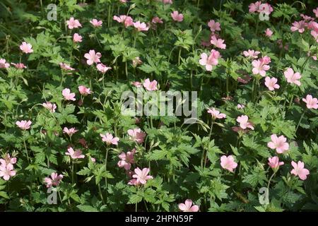 Enrobe Cranesbill (Geranium endressii). Appelé aussi Cranesbill français. Banque D'Images