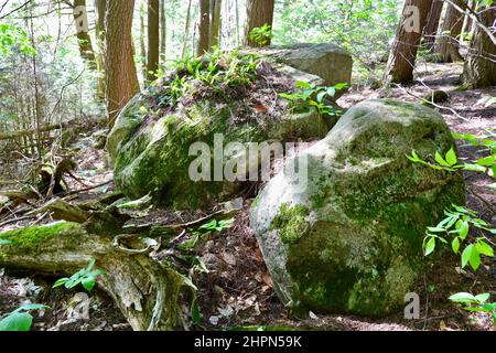 Groupe de grands blocs de mousse accueillant des fougères le long du sentier de randonnée au parc Algonquin au printemps Banque D'Images