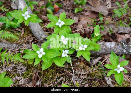 Groupe de fleurs de baies blanches (Cornus canadensis) qui fleurissent au sol le long du sentier de randonnée au parc Algonquin au printemps Banque D'Images