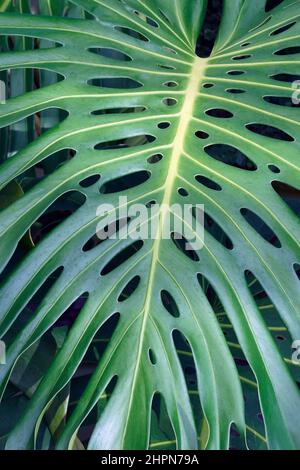 Fromagerie suisse (Monstera deliciosa). Appelé philodendron à feuilles fractionnées également. Banque D'Images