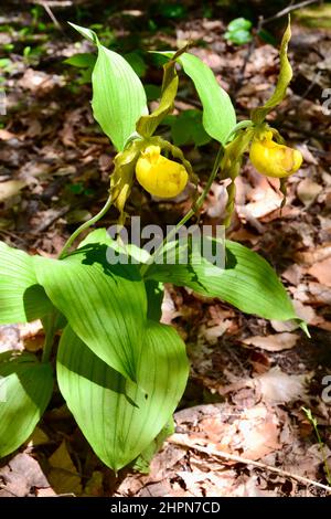 Paire d'orchidées de slipper jaune vif qui poussent en forêt au printemps Banque D'Images