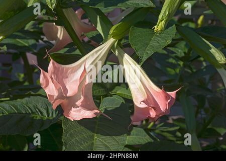 Trompette Angels (Brugmansia arborea). Un autre nom botanique est Brugmansia x candida Banque D'Images