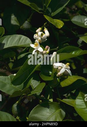 Le citron émerveillement américain (Citrus x pyriformis). Appelé aussi citron Skieriewice. Un autre nom botanique est Citrus limon 'Ponderosa'. Hybride entre pompon Banque D'Images