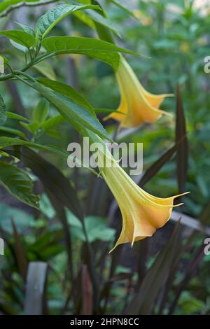 Trompette Angels (Brugmansia arborea). Un autre nom botanique est Brugmansia x candida Banque D'Images