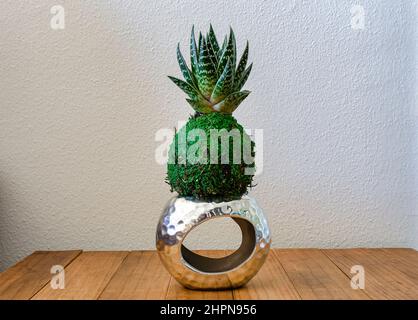 Kokedama d'une plante succulente appelée Aloe Aristata Tiki Tahi Mini. Décoration d'intérieur. Banque D'Images