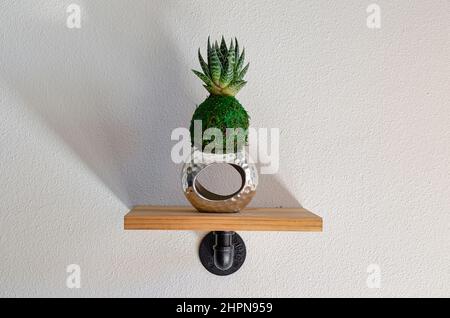 Kokedama d'une plante succulente appelée Aloe Aristata Tiki Tahi Mini. Décoration d'intérieur. Banque D'Images