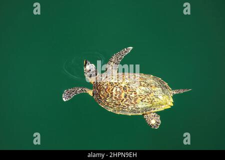 Tortue verte (Chelonia mydas) Nager dans le trou sur l'île d'Ouvéa Tortues, Îles Loyauté, Nouvelle-Calédonie. Ce trou est connecté à l'undeground s Banque D'Images