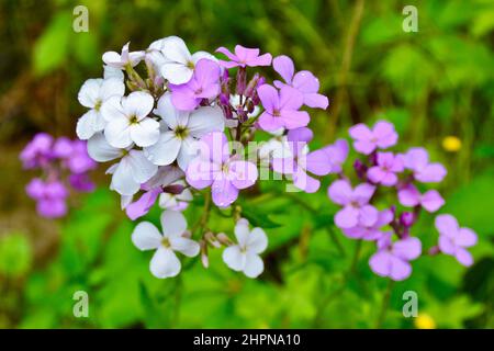 Des fleurs de la fusée de Dame (Hesperis matronalis) blanches et violettes fleurissent au printemps Banque D'Images