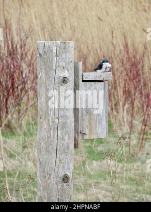 La couvée d'arbres (Tachycineta bicolor) perchée au-dessus d'une cabane à oiseaux en bois au printemps Banque D'Images
