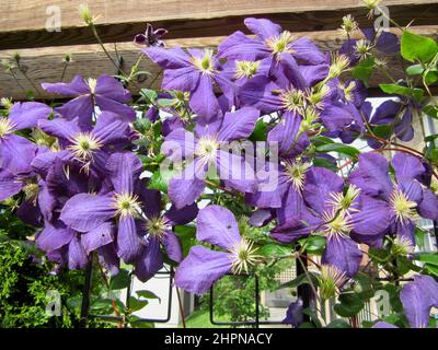 Groupe de fleurs de Clematis, violet vif, qui poussent sur le treillis dans le jardin en été Banque D'Images