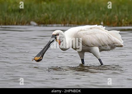 Spatules blanches dans les marais de la baie de somme, le Crotoy, Saint Firmin, Parc de Marquenterre. Banque D'Images
