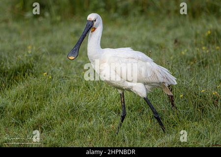 Spatules blanches dans les marais de la baie de somme, le Crotoy, Saint Firmin, Parc de Marquenterre. Banque D'Images
