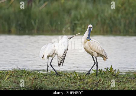 Spatules blanches dans les marais de la baie de somme, le Crotoy, Saint Firmin, Parc de Marquenterre. Banque D'Images
