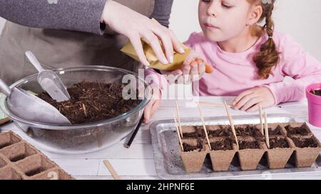 Petite fille aidant à planter des graines d'herbes dans de petits contenants pour un projet homeschool. Banque D'Images