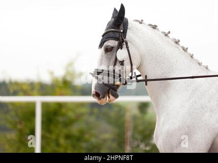 Tête d'un cheval blanc dans le champ d'équitation Photo Stock - Alamy