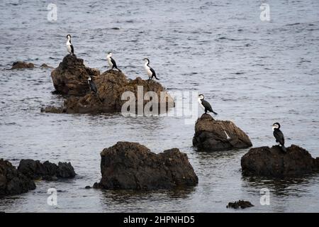 Cerfs-piens, Cormorants, sur des rochers près de la baie de Titahi, Wellington, Île du Nord, Nouvelle-Zélande Banque D'Images