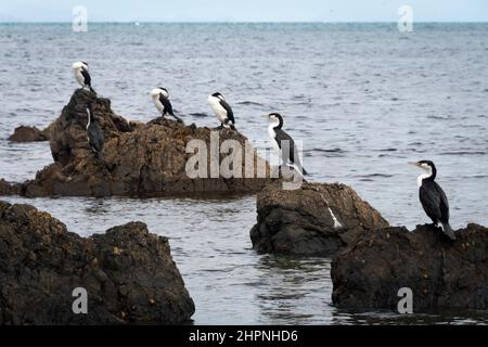 Cerfs-piens, Cormorants, sur des rochers près de la baie de Titahi, Wellington, Île du Nord, Nouvelle-Zélande Banque D'Images