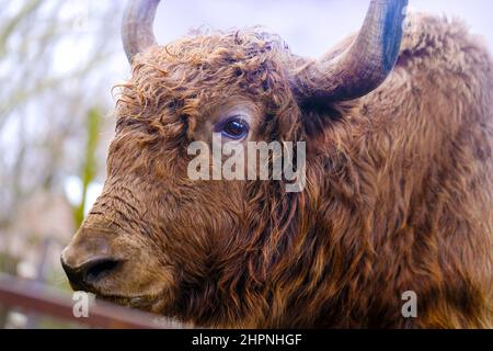 Beau portrait d'un grand mammifère de Yak artiodactyl animal de vache du genre de taureaux réels Banque D'Images