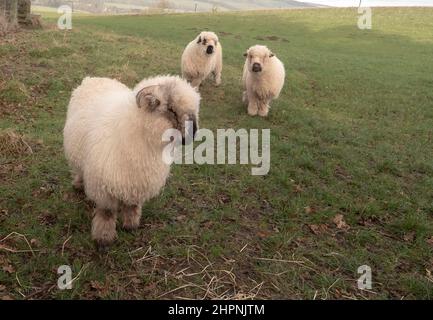 Valais blacknose Sheep Banque D'Images