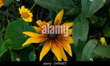 Une fleur jaune-brune se rapproche du fond du feuillage vert et de petites inflorescences Banque D'Images