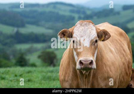 Vache de bœuf Simmnetal de race croisée dans un pâturage d'Upland, Scottish Borders, Royaume-Uni. Banque D'Images
