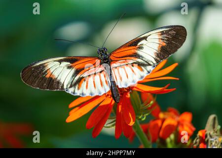 Postman butterfly (Heliconius melpomene) Banque D'Images
