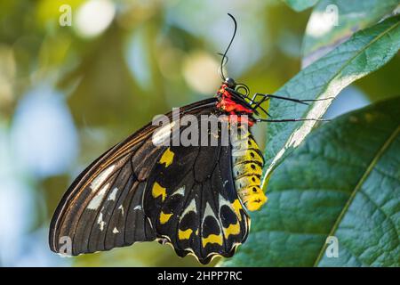 Papillon à ailes d'oiseaux de Cairns femelle (Euphorion d'Ornithoptera) Banque D'Images