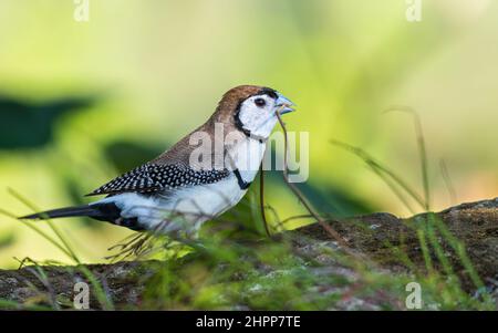 finch à double barré (Stizoptera bichenovii) transportant la branche Banque D'Images