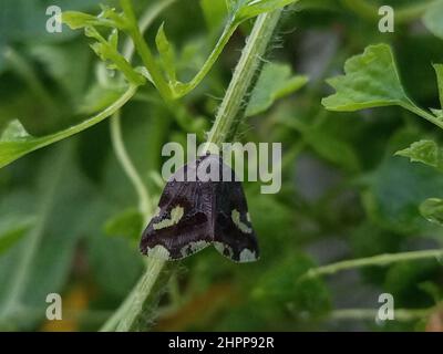Gros plan d'un petit papillon noir perché sur une tige verte d'une plante Banque D'Images