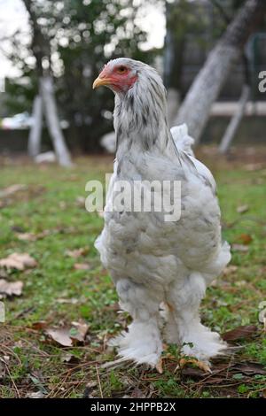 Il y a plusieurs races de poulet ayant le blanc solide comme couleur de plumage la plus typique, comme le glorn, le Dorking, la Bresse Gauloise, le polonais, Wyandotte an Banque D'Images