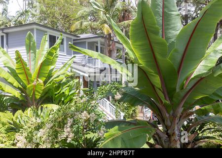 Ensete ventricosum palmiers bananiers abyssiniens dans un jardin de Sydney avec maison en arrière-plan, propriété libérée, Sydney, NSW, Australie Banque D'Images