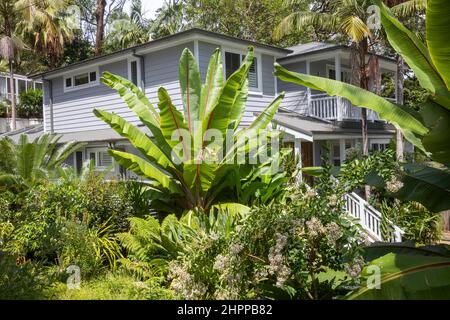 Ensete ventricosum palmiers bananiers abyssiniens dans un jardin de Sydney avec maison en arrière-plan, propriété libérée, Sydney, NSW, Australie Banque D'Images