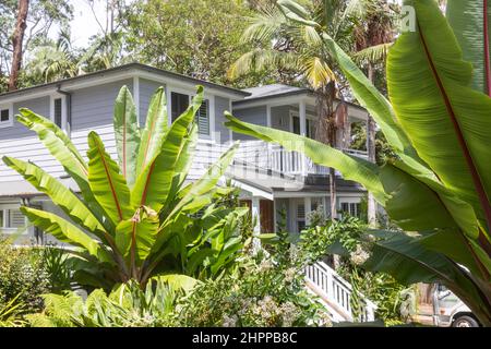 Sydney House, Ensete ventricosum palmiers bananiers abyssiniens dans un jardin de Sydney avec maison en arrière-plan, propriété libérée,Sydney,NSW,Australie Banque D'Images