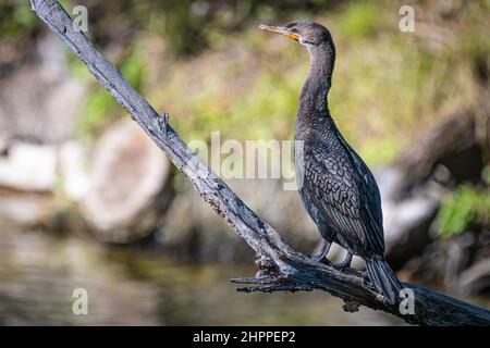 Cormorant à double crête (Nannopterum auritum) perché sur un membre du parc national Blue Spring, le long de la rivière St.Johns, dans le comté de Volusia, en Floride. (ÉTATS-UNIS) Banque D'Images