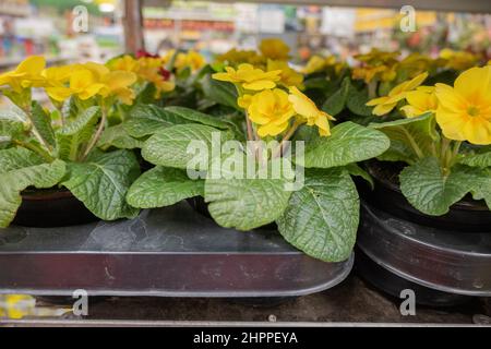 Primroses dans le magasin de pots dans le magasin de jardin. Jardinage et travaux de printemps Banque D'Images