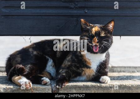 Un chat tricolore se trouve et se dresse sur la route par une chaude journée d'été Banque D'Images