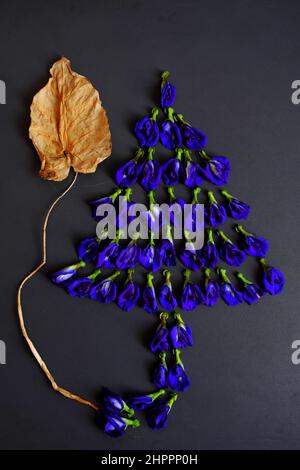 Incroyable concept de la fleur de pois papillon et feuille sèche pour faire la forme de l'arbre sur noir, la flore violette fraîche faire la coloration alimentaire, tisane qui bon pour lui Banque D'Images