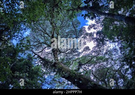 Vue en angle bas d'un arbre dans la forêt tropicale Banque D'Images