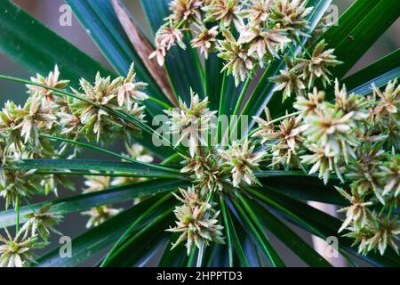 Plante de parapluie avec fleurs en fleur également appelé Parapluie palmier ou Parapluie papyrus avec le nom scientifique Cyperus involucratus Banque D'Images